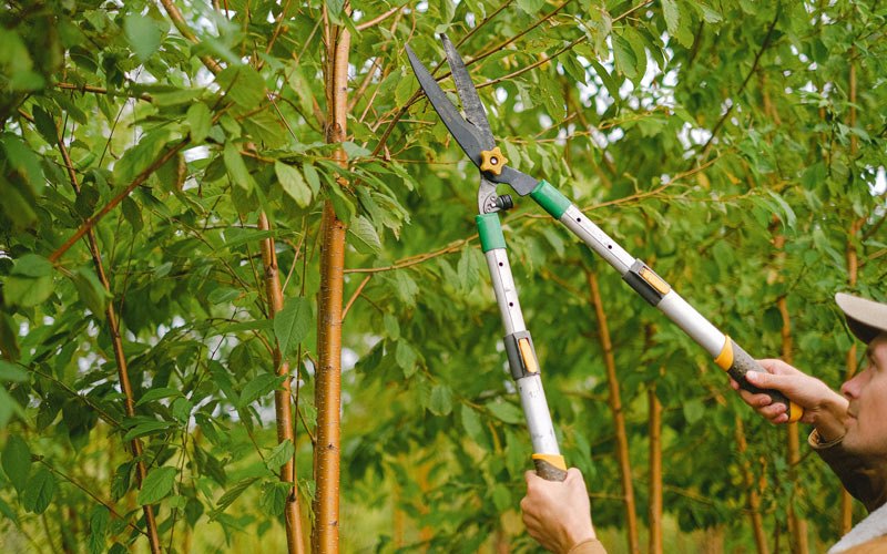 Tree trimming in Baldwin, ND