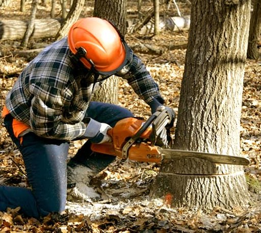 Tree Removal in Baldwin, ND